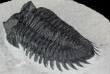 Coltraneia Trilobite Fossil - Huge Faceted Eyes #89235-3